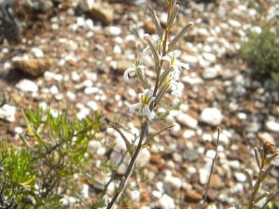 Haworthiopsis viscosa, photographed by Tim Kirsten