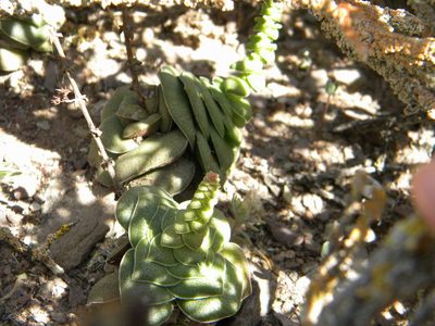 Crassula hemisphaerica, photographed by Tim Kirsten