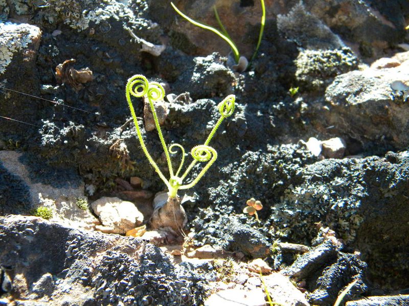 Albuca spiralis, photographed by Tim Kirsten