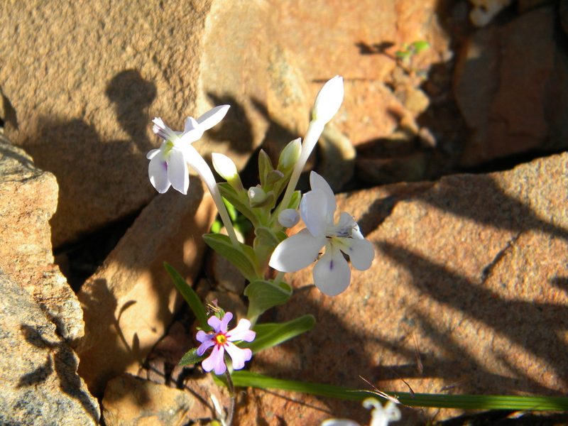 Lapeirousia pyramidalis, photographed by Tim Kirsten