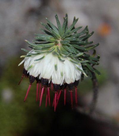 Erica recurvata, photographed by Tony Rebelo