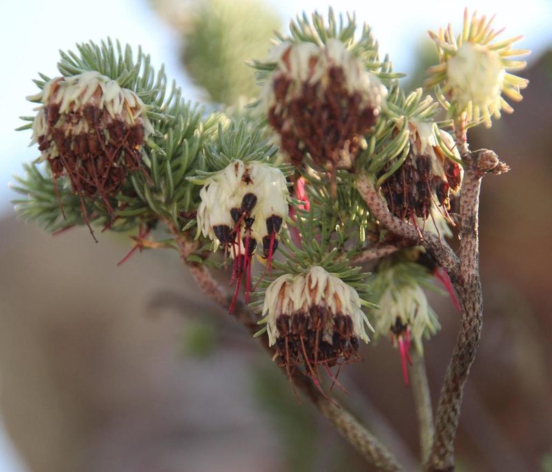 Erica recurvata, photographed by Tony Rebelo
