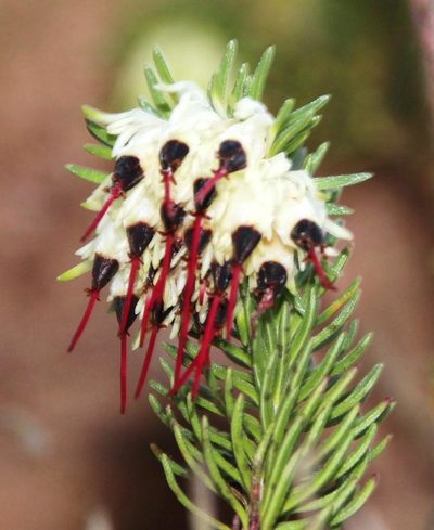 Erica recurvata, photographed by Tony Rebelo