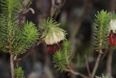 Erica recurvata, photographed by Tony Rebelo