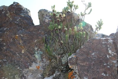 Erica recurvata, photographed by Tony Rebelo