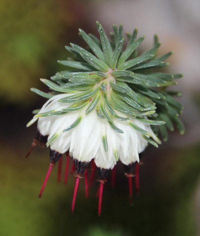 Erica recurvata, photographed by Tony Rebelo