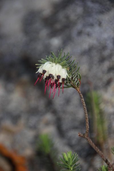 Erica recurvata, photographed by Tony Rebelo