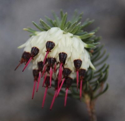 Erica recurvata, photographed by Tony Rebelo
