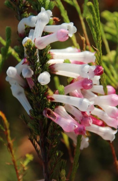 Erica colorans, photographed by Tony Rebelo