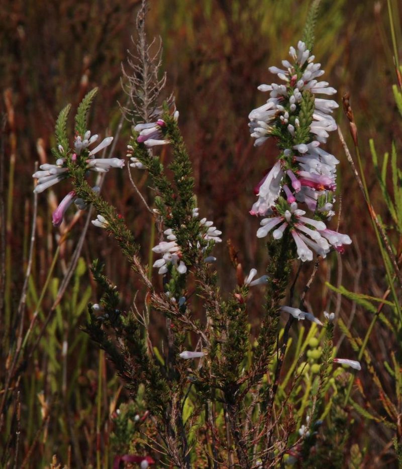 Erica colorans, photographed by Tony Rebelo