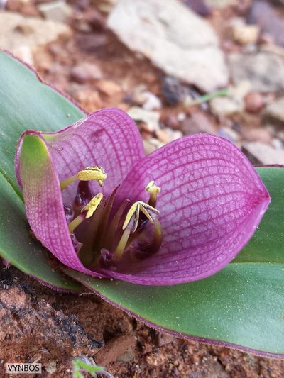 Colchicum burchellii, photographed by Chris Vynbos