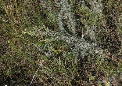 Artemisia glauca, photographed by Oleg Kosterin