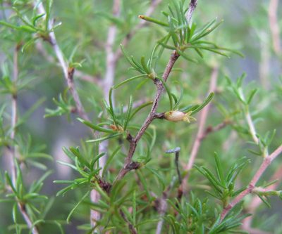 Cliffortia ramosissima, photographed by douglaseustonbrown