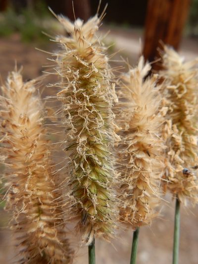 Alopecurus magellanicus, photographed by Matt Lavin