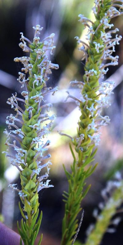 Microdon polygaloides, photographed by Tony Rebelo