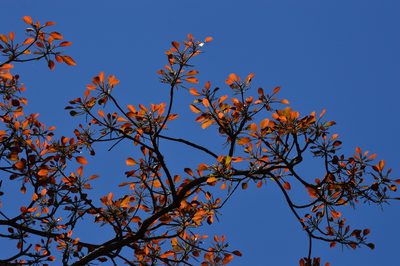 Terminalia bellirica, photographed by Karthik Thrikkadeeri