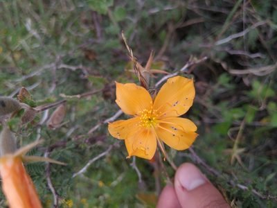 Mentzelia hispida, photographed by Jordi Martínez Martínez