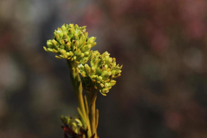 Thesium fallax, photographed by Tony Rebelo