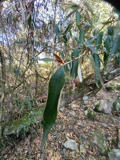 Trichocladus ellipticus, photographed by Christiaan Viljoen
