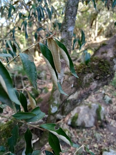 Trichocladus ellipticus, photographed by Christiaan Viljoen