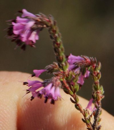 Erica globiceps, photographed by Tony Rebelo