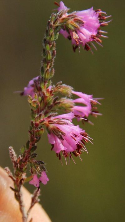 Erica globiceps, photographed by Tony Rebelo