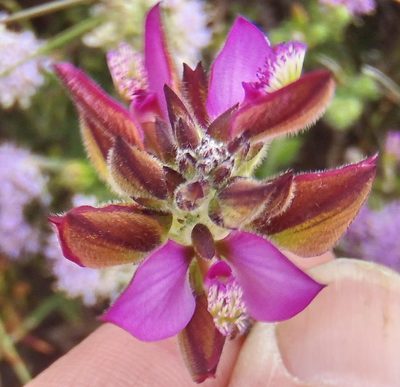 Polygala pubiflora, photographed by Nicola van Berkel