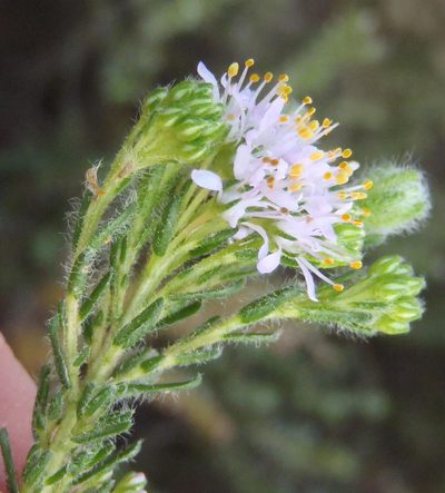 Agathosma serpyllacea, photographed by Nicola van Berkel