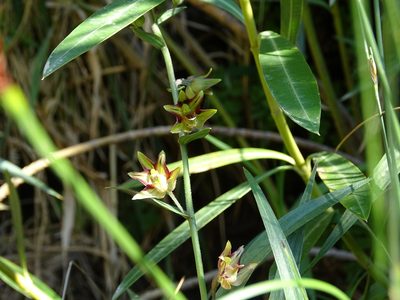 Epipactis veratrifolia, photographed by Jacky Judas