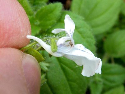 Nemesia albiflora, photographed by Andrew Hankey
