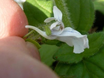 Nemesia albiflora, photographed by Andrew Hankey