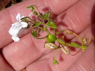 Nemesia albiflora, photographed by Andrew Hankey