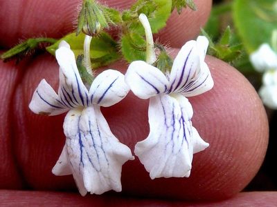 Nemesia albiflora, photographed by Andrew Hankey