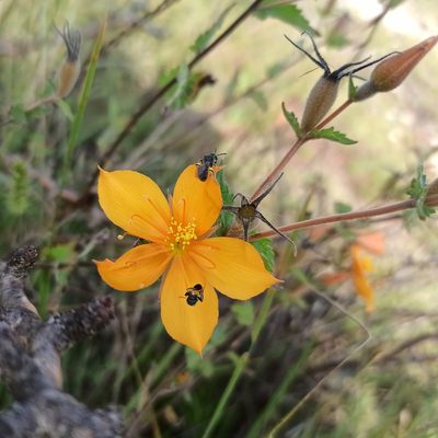 Mentzelia hispida, photographed by Juan Carlos Fonseca Mata