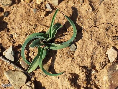 Ixia macrocarpa, photographed by Chris Vynbos