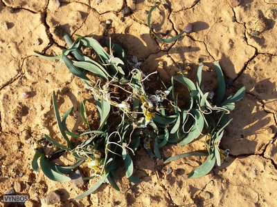 Ixia macrocarpa, photographed by Chris Vynbos