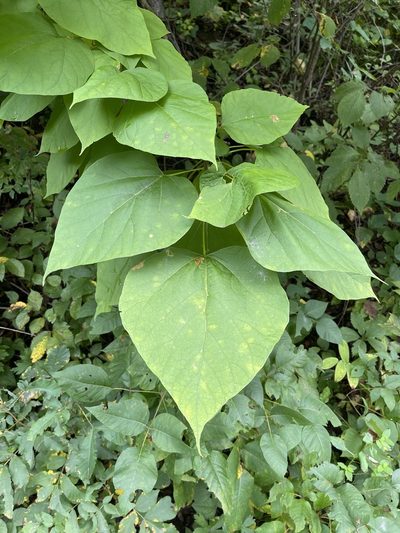 Catalpa ovata, photographed by Brandon Corder