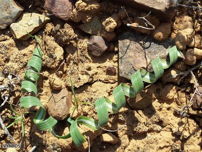 Moraea pritzeliana, photographed by Chris Vynbos