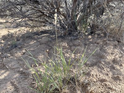 Hilaria jamesii, photographed by Bobby McCabe
