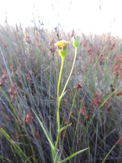 Othonna linearifolia, photographed by Jacques van der Merwe