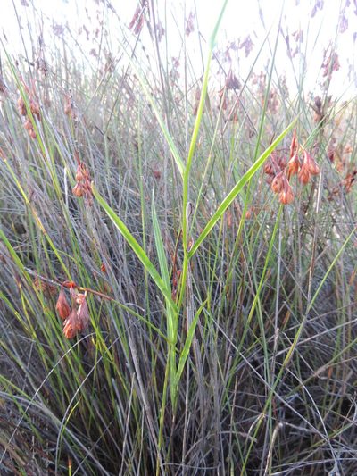 Othonna linearifolia, photographed by Jacques van der Merwe