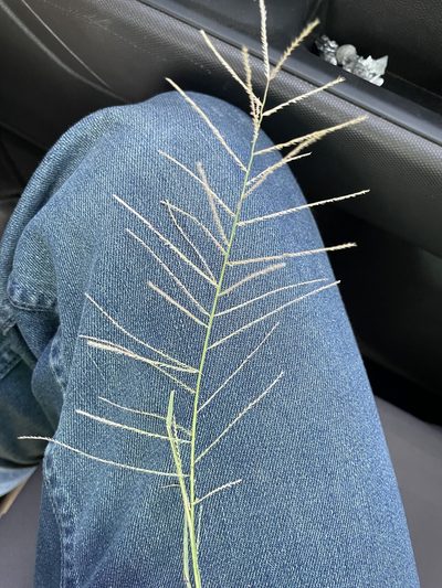 Leptochloa panicea, photographed by Luke Padon
