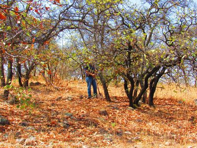 Quercus deserticola, photographed by Oscar Alejandro Morales Juárez