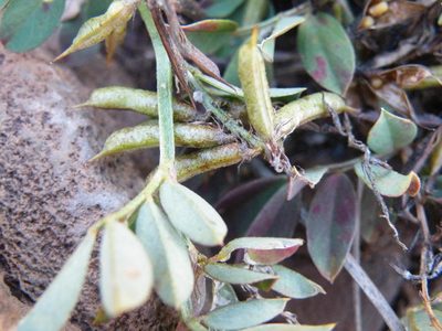 Indigofera oxalidea, photographed by Antoinette Eyssell Knox