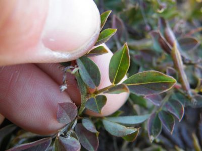 Indigofera oxalidea, photographed by Antoinette Eyssell Knox