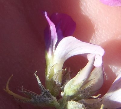 Indigastrum niveum, photographed by Nicola van Berkel
