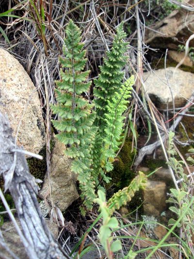 Anthonya contracta, photographed by Caroline Voget