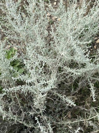 Artemisia taurica, photographed by Светлана Царахова