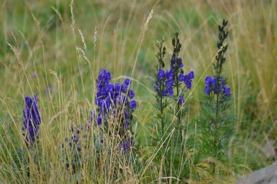 Aconitum napellus, photographed by Nico Hernandez