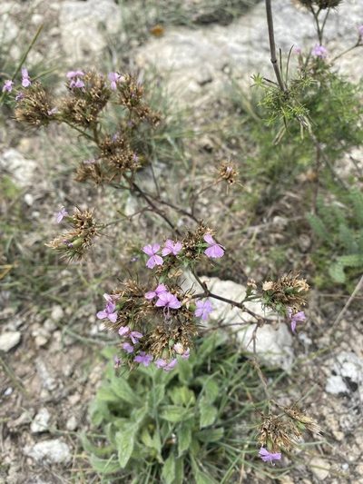 Dianthus pseudarmeria, photographed by Светлана Царахова